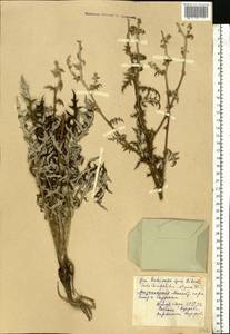 Echinops ritro subsp. ruthenicus (M. Bieb.) Nyman, Eastern Europe, Middle Volga region (E8) (Russia)