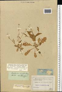 Goldbachia pendula Botsch., Eastern Europe, Lower Volga region (E9) (Russia)