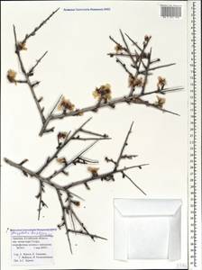 Prunus fenzliana Fritsch, Caucasus, Armenia (K5) (Armenia)