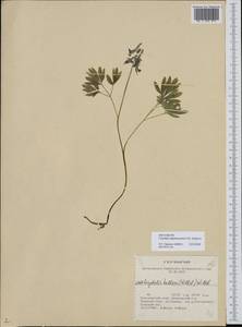 Corydalis subjenisseensis E. M. Antipova, Siberia, Altai & Sayany Mountains (S2) (Russia)