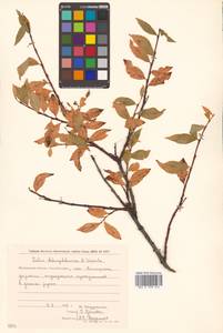 Salix dshugdshurica A. K. Skvortsov, Siberia, Chukotka & Kamchatka (S7) (Russia)