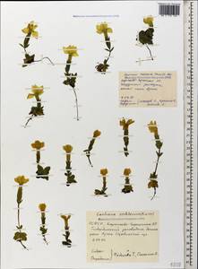 Gentiana verna subsp. oschtenica (Kuzn.) J. J. Halda, Caucasus, Stavropol Krai, Karachay-Cherkessia & Kabardino-Balkaria (K1b) (Russia)
