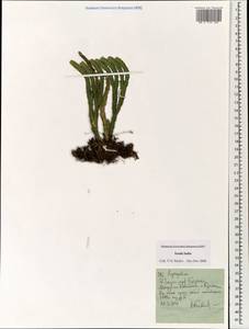 Lycopodium, South Asia, South Asia (Asia outside ex-Soviet states and Mongolia) (ASIA) (India)