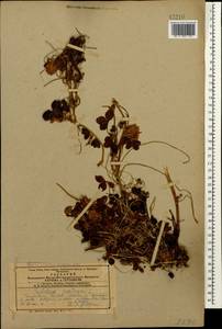 Trifolium pratense L., Caucasus, Azerbaijan (K6) (Azerbaijan)