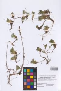 Artemisia stechmanniana Besser, Eastern Europe, Eastern region (E10) (Russia)