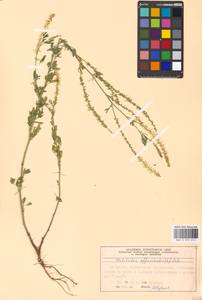 Melilotus officinalis (L.)Pall., Eastern Europe, Moscow region (E4a) (Russia)