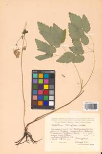 Thalictrum tuberiferum Maxim., Siberia, Russian Far East (S6) (Russia)