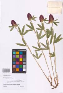 Trifolium alpestre L., Eastern Europe, Central forest-and-steppe region (E6) (Russia)