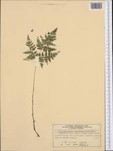 Cystopteris montana (Lam.) Desv., Western Europe (EUR) (Norway)