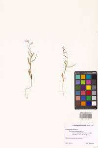 Chorispora tenella (Pall.) DC., Eastern Europe, Central region (E4) (Russia)