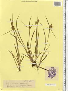 Carex flava L., Eastern Europe, Estonia (E2c) (Estonia)