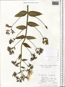Campanula lactiflora M.Bieb., Eastern Europe, Central forest region (E5) (Russia)