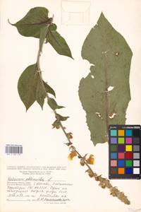 Verbascum phlomoides L., Eastern Europe, Moscow region (E4a) (Russia)