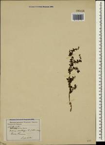 Galium mollugo L., Crimea (KRYM) (Russia)