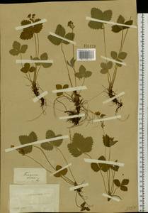 Fragaria orientalis Losinsk., Siberia, Altai & Sayany Mountains (S2) (Russia)