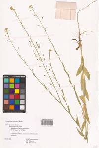 Camelina microcarpa Andrz. ex DC., Eastern Europe, Central forest-and-steppe region (E6) (Russia)