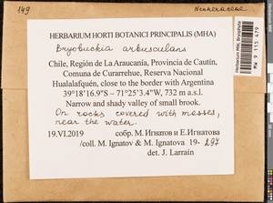 Bryobuckia arbusculans (Müll. Hal.) Enroth, Bryophytes, Bryophytes - America (BAm) (Chile)