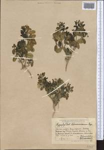 Zygophyllum lehmannianum Bunge, Middle Asia, Dzungarian Alatau & Tarbagatai (M5) (Kazakhstan)
