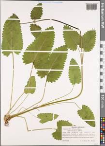 Betonica officinalis subsp. officinalis, Eastern Europe, North-Western region (E2) (Russia)
