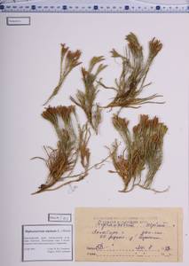 Diphasiastrum alpinum (L.) Holub, Siberia, Altai & Sayany Mountains (S2) (Russia)