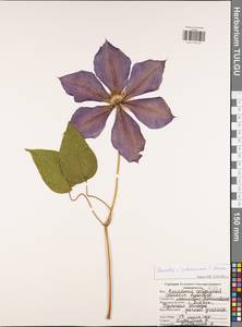 Clematis jackmanii, Eastern Europe, Central region (E4) (Russia)