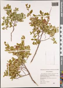 Salix myrtilloides L., Siberia, Russian Far East (S6) (Russia)