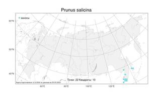 Prunus salicina Lindl., Atlas of the Russian Flora (FLORUS) (Russia)