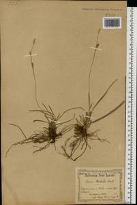Carex michelii Host, Eastern Europe, North Ukrainian region (E11) (Ukraine)