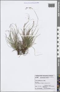 Carex pediformis C.A.Mey., Siberia, Central Siberia (S3) (Russia)