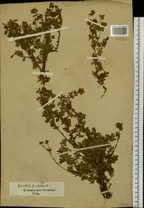 Dasiphora fruticosa (L.) Rydb., Siberia, Altai & Sayany Mountains (S2) (Russia)