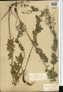 Thalictrum simplex L., Middle Asia, Muyunkumy, Balkhash & Betpak-Dala (M9) (Kazakhstan)