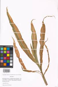 Zea mays L., Eastern Europe, Moscow region (E4a) (Russia)