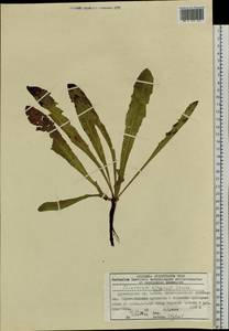 Taraxacum ceratophorum (Ledeb.) DC., Siberia, Altai & Sayany Mountains (S2) (Russia)