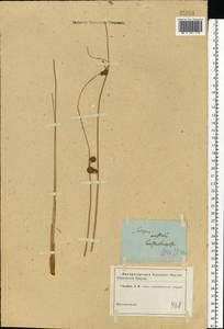 Scirpoides holoschoenus (L.) Soják, Caucasus, Stavropol Krai, Karachay-Cherkessia & Kabardino-Balkaria (K1b) (Russia)