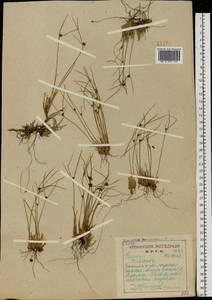 Oreojuncus trifidus (L.) Záv. Drábk. & Kirschner, Eastern Europe, Northern region (E1) (Russia)