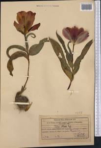 Tulipa alberti Regel, Middle Asia, Western Tian Shan & Karatau (M3) (Kazakhstan)