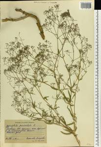 Gypsophila paniculata L., Eastern Europe, Lithuania (E2a) (Lithuania)