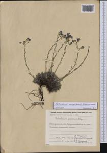 Eritrichium caespitosum Ovczinnikova, Siberia, Chukotka & Kamchatka (S7) (Russia)