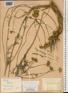 Achillea tenuifolia Lam., Caucasus, Armenia (K5) (Armenia)