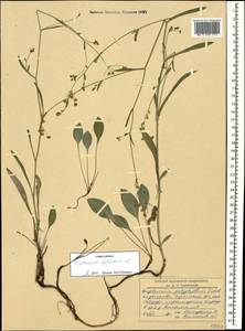 Bupleurum falcatum L., Caucasus, Stavropol Krai, Karachay-Cherkessia & Kabardino-Balkaria (K1b) (Russia)