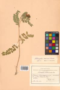 Astragalus marinus Boriss., Siberia, Russian Far East (S6) (Russia)