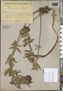 Trifolium lupinaster L., Siberia, Yakutia (S5) (Russia)