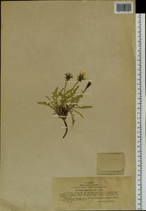 Crepis chrysantha subsp. chrysantha, Siberia, Western (Kazakhstan) Altai Mountains (S2a) (Kazakhstan)