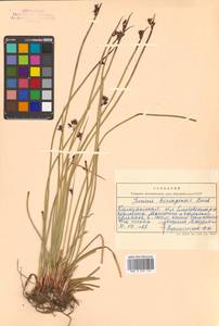 Juncus beringensis Buchenau, Siberia, Chukotka & Kamchatka (S7) (Russia)