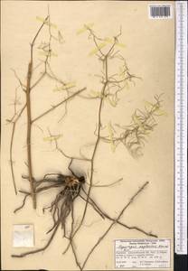 Asparagus neglectus Kar. & Kir., Middle Asia, Western Tian Shan & Karatau (M3) (Kyrgyzstan)