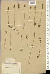 Poa bulbosa L., Caucasus, Krasnodar Krai & Adygea (K1a) (Russia)