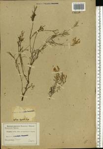 Astragalus varius S.G.Gmel., Eastern Europe, Lower Volga region (E9) (Russia)
