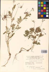 Erodium cicutarium, Eastern Europe, Moscow region (E4a) (Russia)