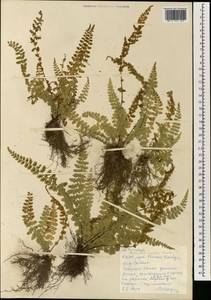 Asplenium incisum Thunb., South Asia, South Asia (Asia outside ex-Soviet states and Mongolia) (ASIA) (North Korea)