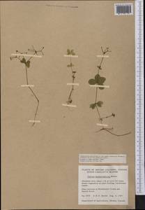 Galium kamtschaticum Steller ex Schult. & Schult.f., America (AMER) (Canada)